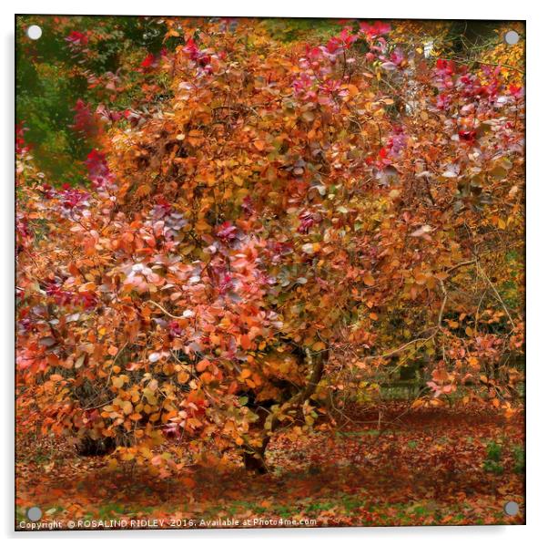"BEAUTIFUL MULTI-COLORED  AUTUMN TREE" Acrylic by ROS RIDLEY
