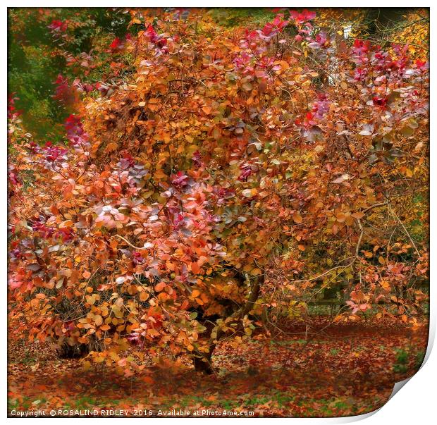 "BEAUTIFUL MULTI-COLORED  AUTUMN TREE" Print by ROS RIDLEY