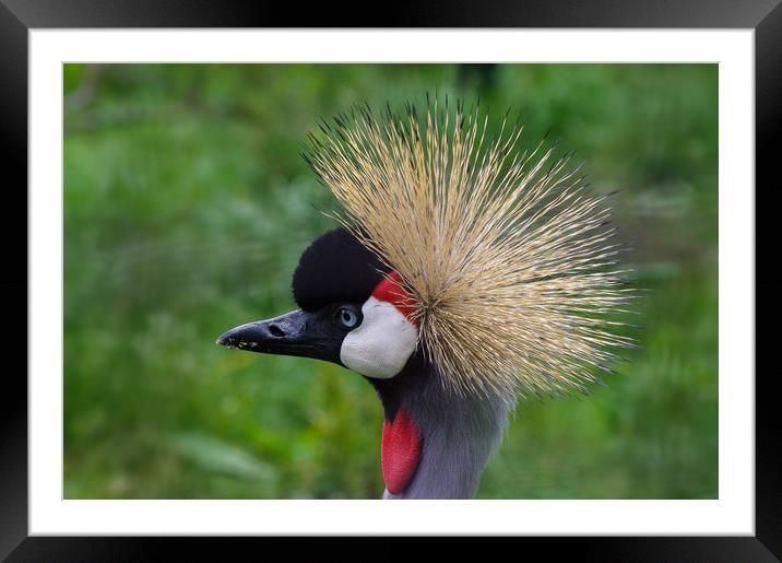 African crowned crane Framed Mounted Print by Linda Cooke