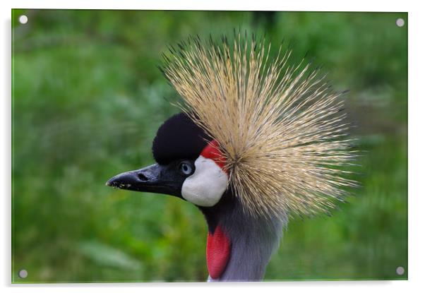 African crowned crane Acrylic by Linda Cooke
