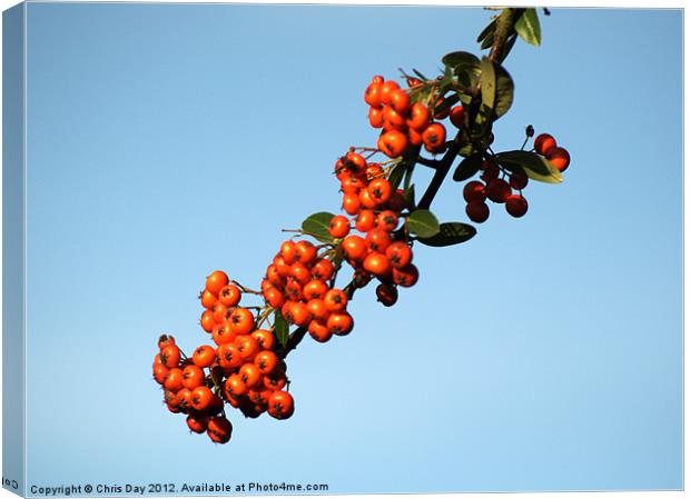 Pyracantha Berries Canvas Print by Chris Day