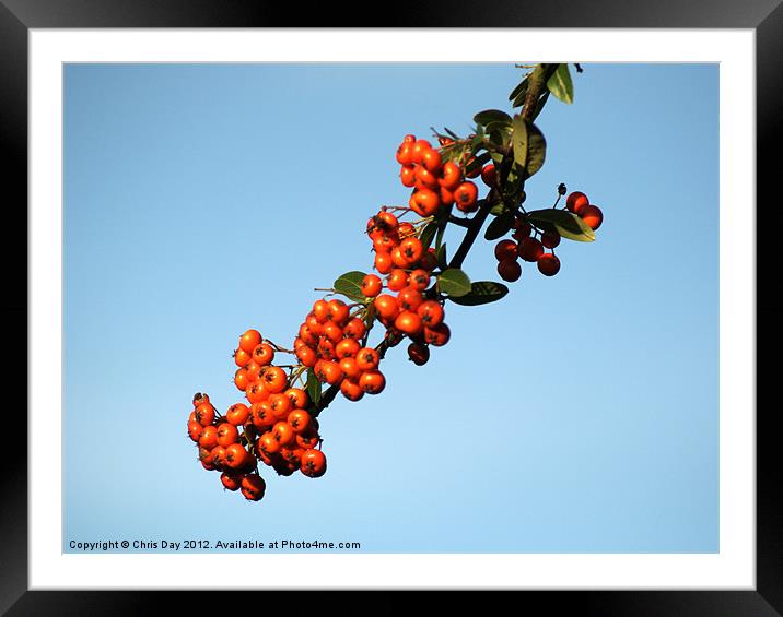 Pyracantha Berries Framed Mounted Print by Chris Day