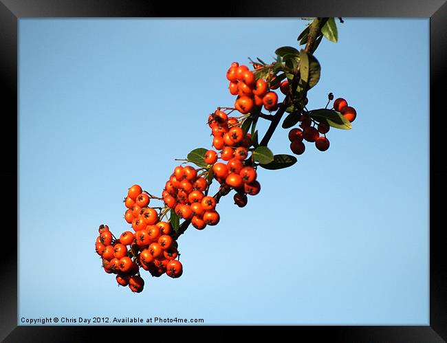 Pyracantha Berries Framed Print by Chris Day