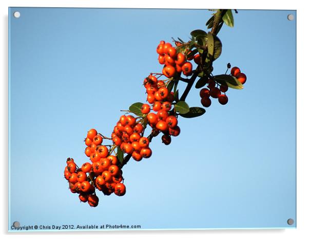Pyracantha Berries Acrylic by Chris Day
