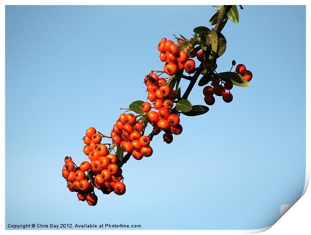 Pyracantha Berries Print by Chris Day