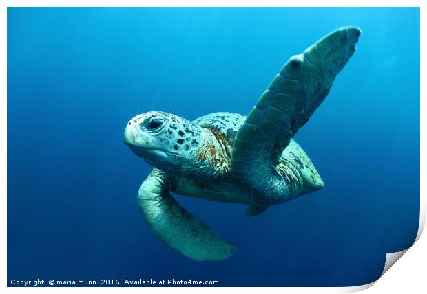 Turtle Underwater Print by maria munn