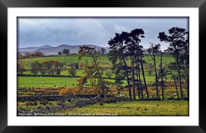 "BUCOLIC SCENE IN THE LAKE DISTRICT" Framed Mounted Print by ROS RIDLEY