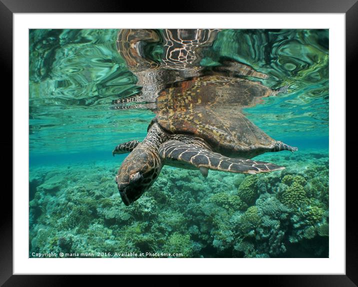 Ocean Turtle with Coral Background Framed Mounted Print by maria munn
