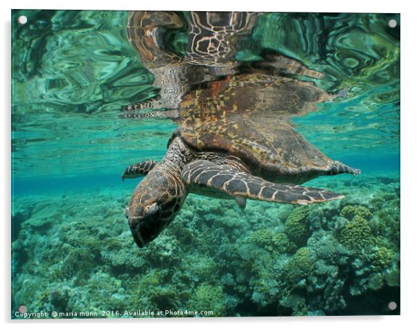 Ocean Turtle with Coral Background Acrylic by maria munn