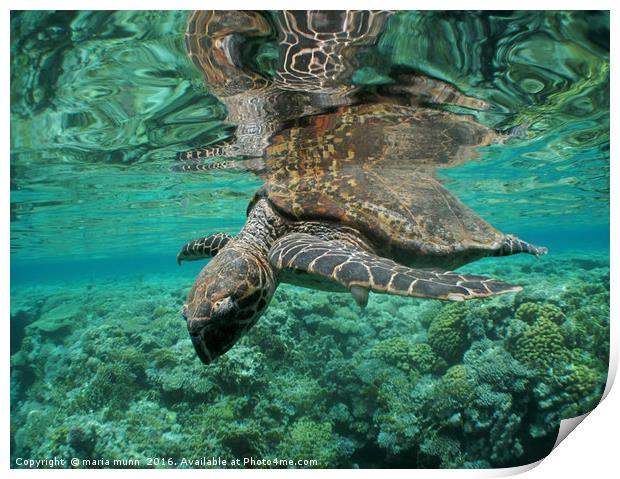 Ocean Turtle with Coral Background Print by maria munn