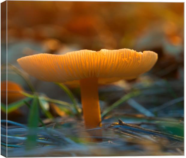 Mushroom In Sunset Canvas Print by Clive Eariss