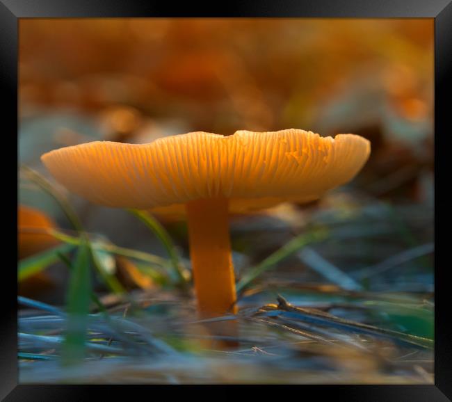 Mushroom In Sunset Framed Print by Clive Eariss