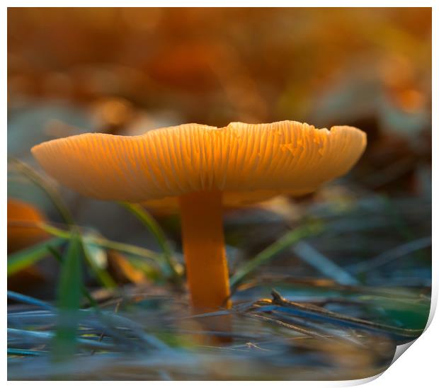 Mushroom In Sunset Print by Clive Eariss