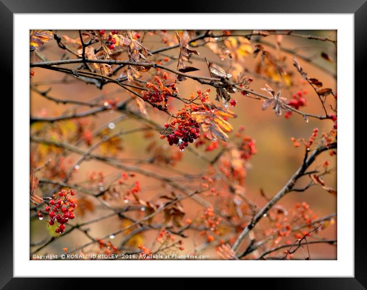 "AUTUMN BERRIES IN THE RAIN" Framed Mounted Print by ROS RIDLEY