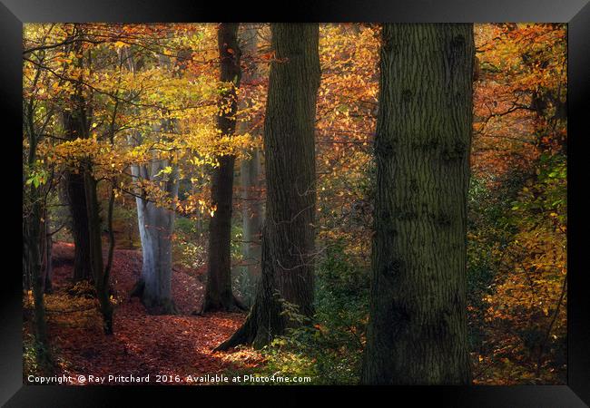 Autumn Colours Framed Print by Ray Pritchard
