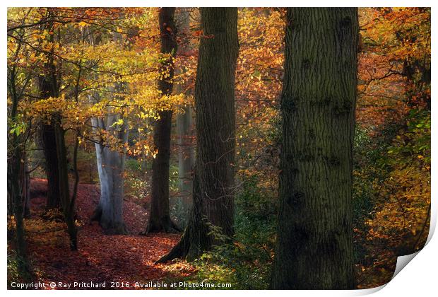 Autumn Colours Print by Ray Pritchard