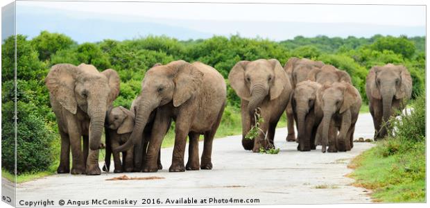Traffic jam at Addo Elephant Park Canvas Print by Angus McComiskey
