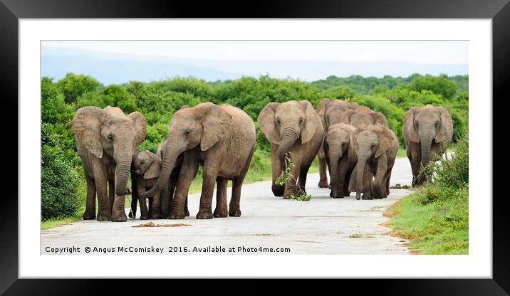 Traffic jam at Addo Elephant Park Framed Mounted Print by Angus McComiskey