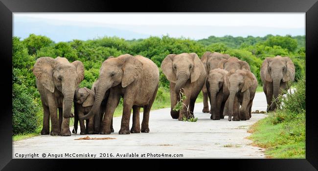Traffic jam at Addo Elephant Park Framed Print by Angus McComiskey