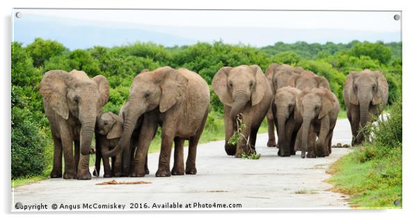 Traffic jam at Addo Elephant Park Acrylic by Angus McComiskey