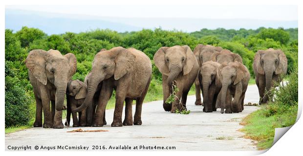 Traffic jam at Addo Elephant Park Print by Angus McComiskey