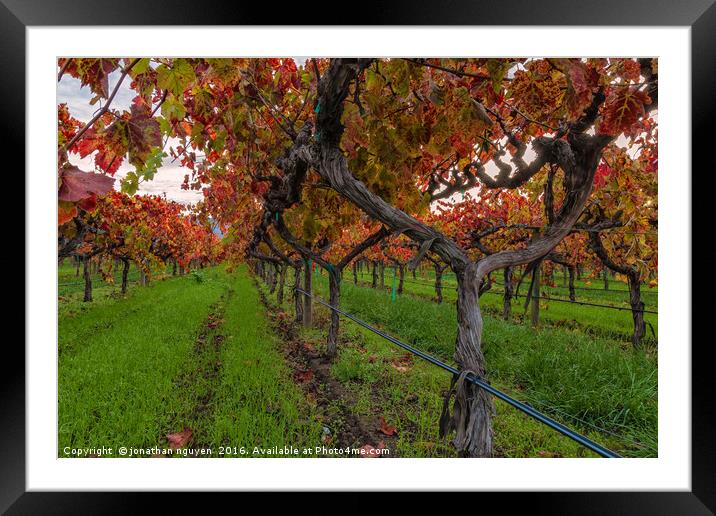 Red Vine 4 Framed Mounted Print by jonathan nguyen