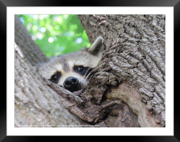 Curiousity From A Tree Framed Mounted Print by Adam De Oliveira