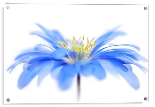 Blue Spring Windflower Acrylic by Jacky Parker
