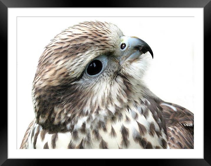 Gyr Falcon Framed Mounted Print by Jacqi Elmslie