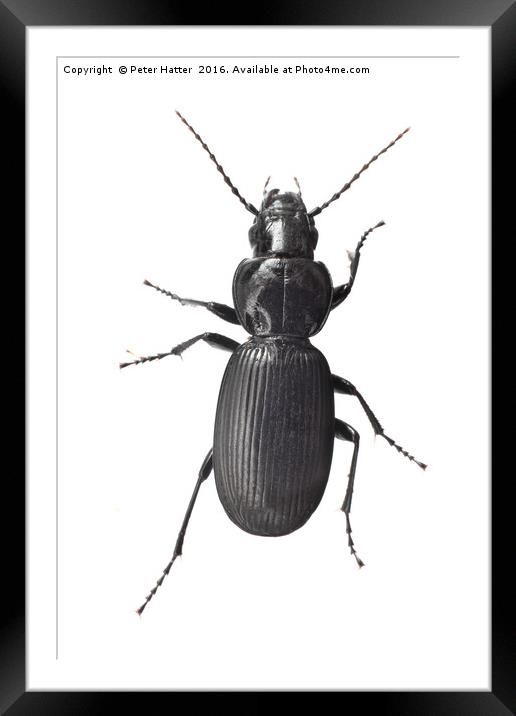 A Beetle. Framed Mounted Print by Peter Hatter