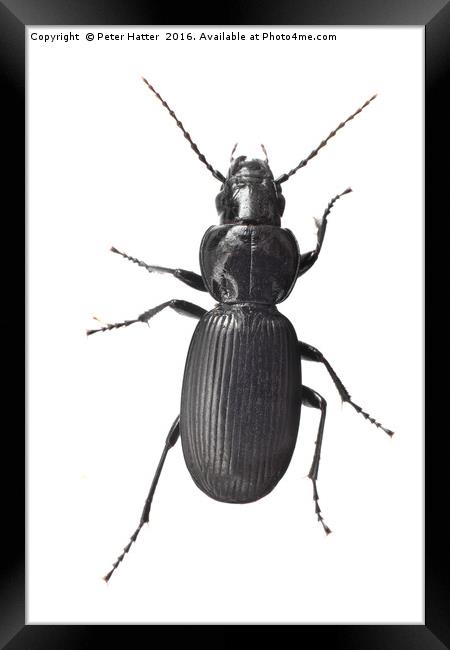 A Beetle. Framed Print by Peter Hatter