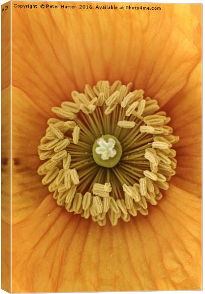 Orange Poppy close up Canvas Print by Peter Hatter