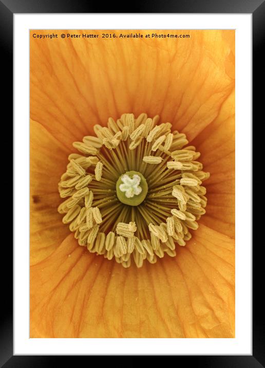 Orange Poppy close up Framed Mounted Print by Peter Hatter