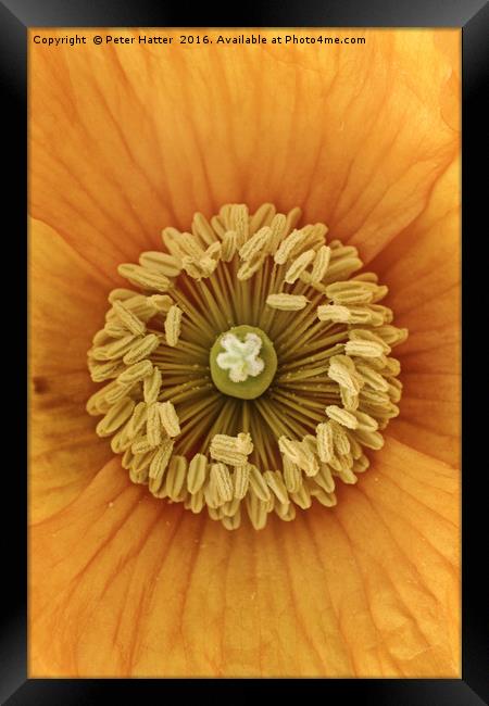 Orange Poppy close up Framed Print by Peter Hatter