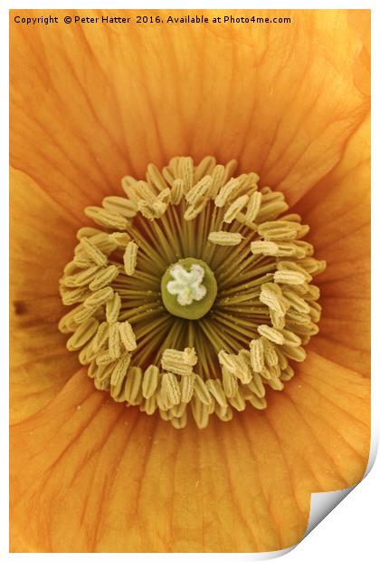 Orange Poppy close up Print by Peter Hatter