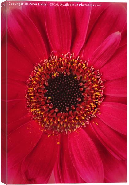 Red Gerbera Close up. Canvas Print by Peter Hatter