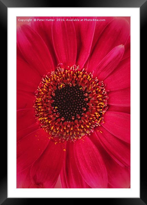 Red Gerbera Close up. Framed Mounted Print by Peter Hatter