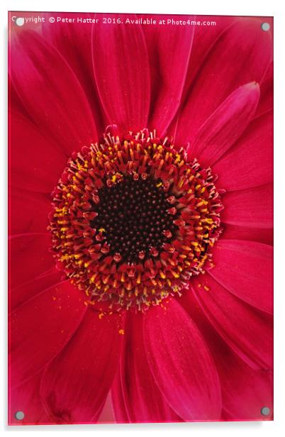 Red Gerbera Close up. Acrylic by Peter Hatter