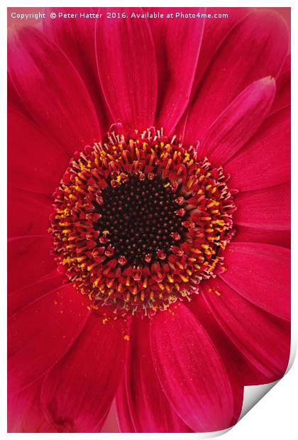 Red Gerbera Close up. Print by Peter Hatter