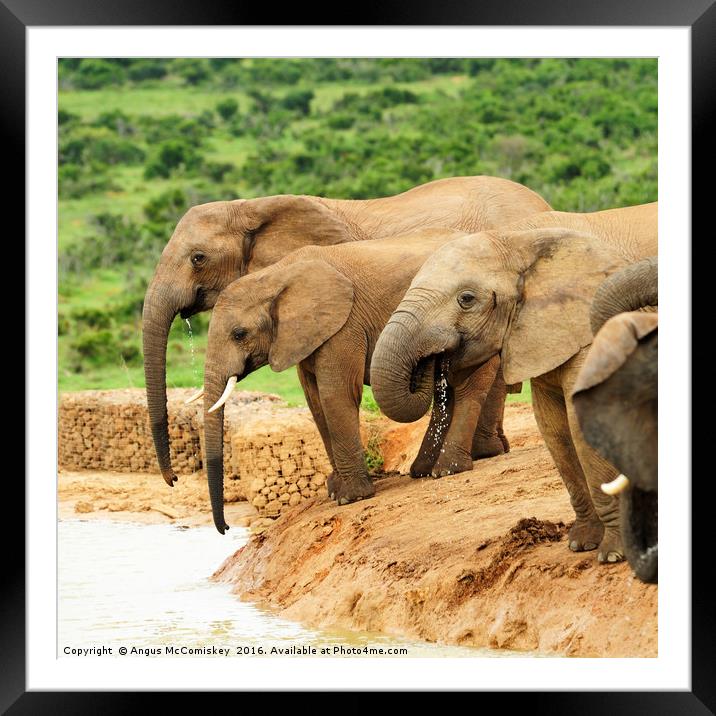 Elephants drinking at waterhole Framed Mounted Print by Angus McComiskey