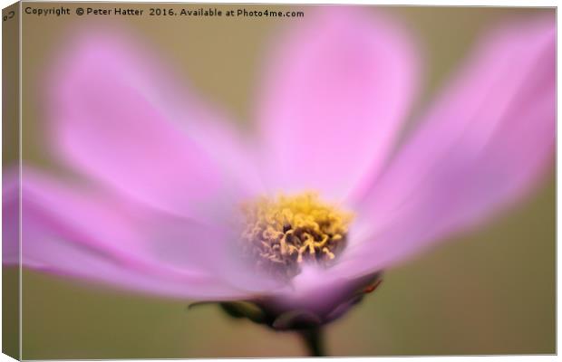 Pink Cosmos flower close up Canvas Print by Peter Hatter