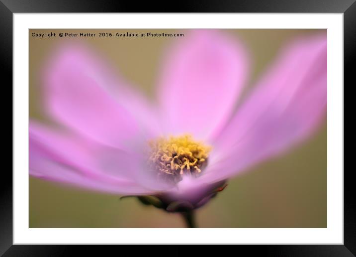 Pink Cosmos flower close up Framed Mounted Print by Peter Hatter