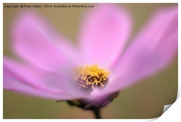 Pink Cosmos flower close up Print by Peter Hatter