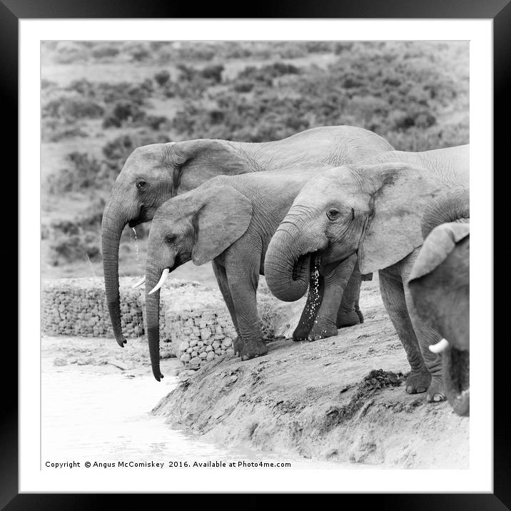 Elephants drinking at waterhole mono Framed Mounted Print by Angus McComiskey