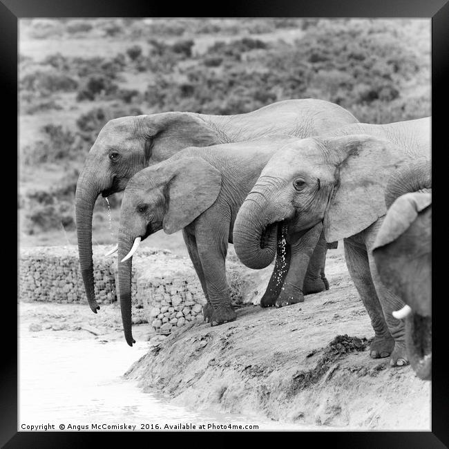 Elephants drinking at waterhole mono Framed Print by Angus McComiskey
