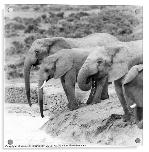 Elephants drinking at waterhole mono Acrylic by Angus McComiskey