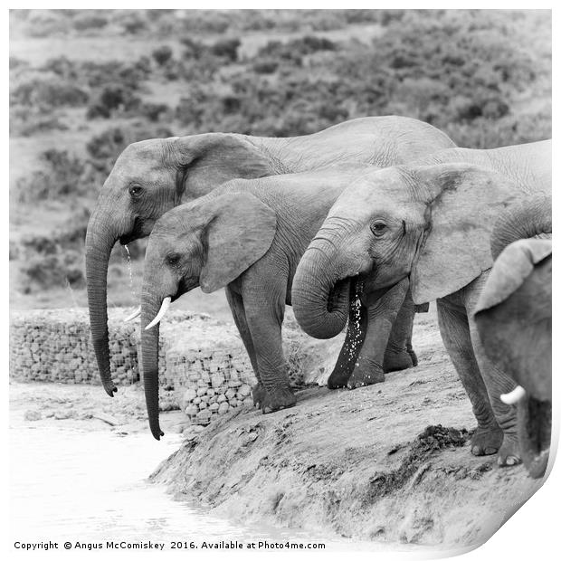 Elephants drinking at waterhole mono Print by Angus McComiskey