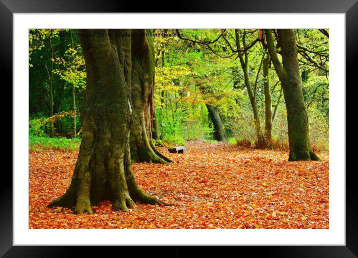 autumn woods Framed Mounted Print by Derrick Fox Lomax