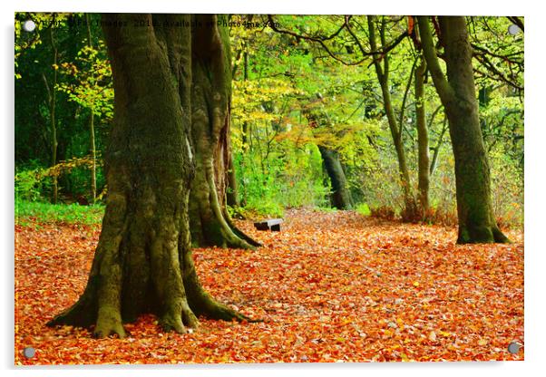autumn woods Acrylic by Derrick Fox Lomax