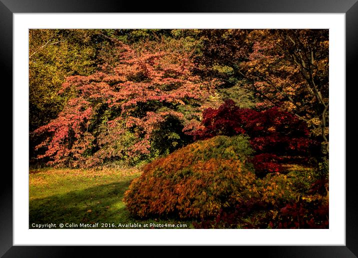 Autumn Glory Framed Mounted Print by Colin Metcalf